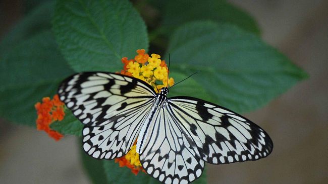 Un tè con le farfalle: ultimi giorni della mostra (FOTO)