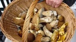 Funghi, sagre e consigli utili per raccolta e consumo