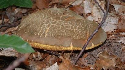 E' tempo di funghi. Ma sempre meglio stare attenti a cosa si mangia