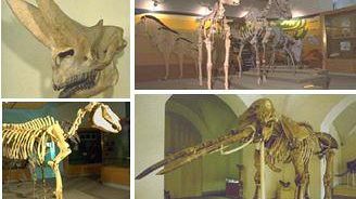 Una notte al Museo ...di Storia Naturale