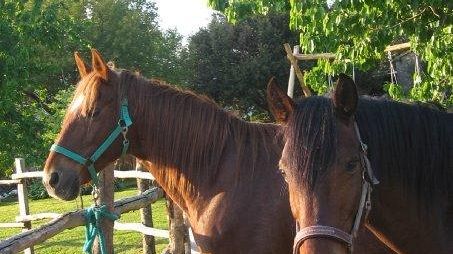 Parchi a cavallo nelle Foreste casentinesi