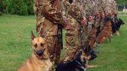 Esercito: i cinofili di Grosseto in partenza per Libano e Afghanistan