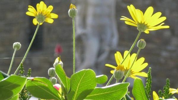 Un lungo weekend di arte e storia a Firenze