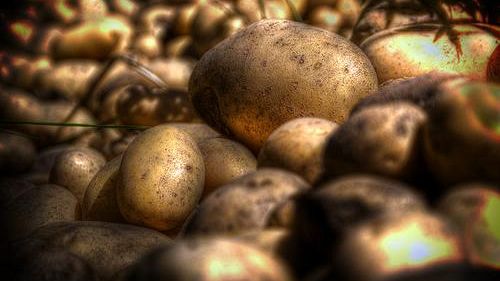 Coltivazione condivisa, a Firenze i primi 5 orti urbani