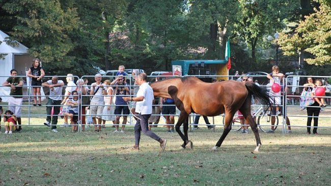 Ippodromo Caprilli, pubblicato il bando per l'affidamento