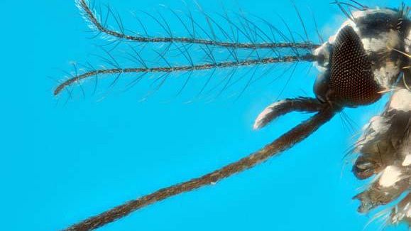 Lotta alle zanzare, a Firenze un’app a disposizione dei cittadini