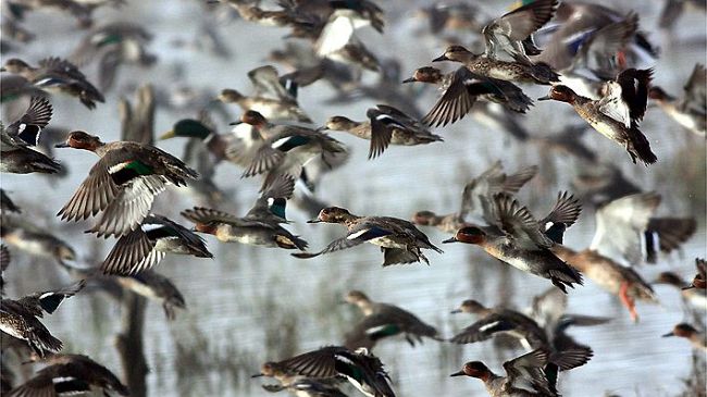 Padule di Fucecchio: visite guidate primaverili