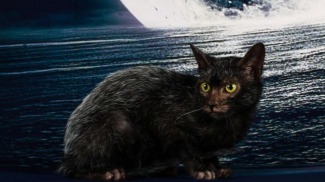 ​Un gatto per amico all’Obihall questo weekend