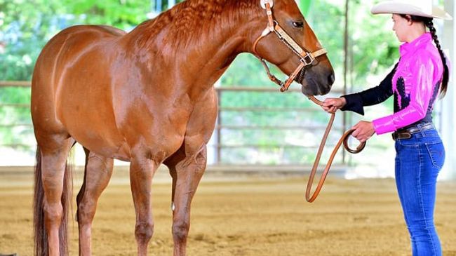 A Vicchio il cavallo a 360 gradi