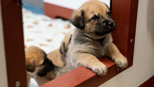 Al Parco degli animali 600.000 euro da una donatrice fiorentina