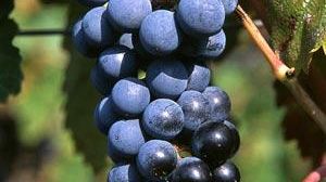 Vigneti e diritti d’impianto, la liberalizzazione preoccupa