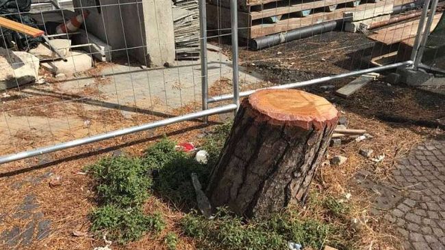 Taglio degli alberi, per una sentenza è nocivo alla salute 