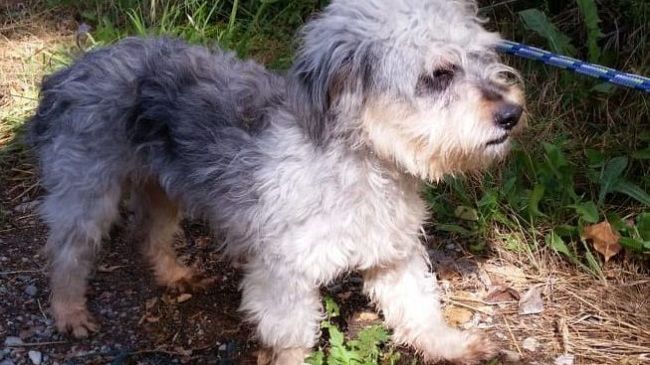 Le trasmissioni tv preferite dai cani? Cartoni animati e documentari