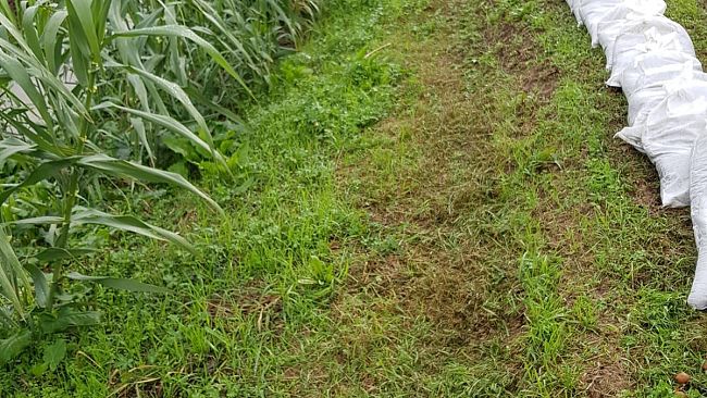 Maltempo: codice giallo fino alle 13 di domenica nel sud est della Toscana