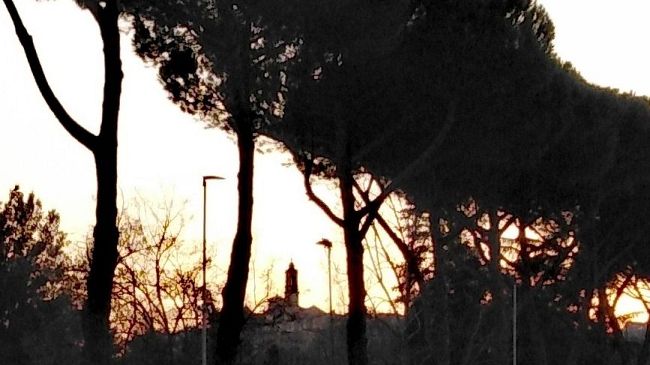 Cocciniglia del pino, allarme a Firenze