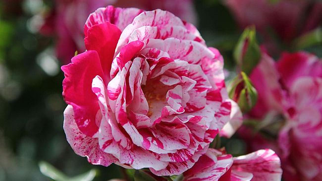 Firenze Flowers Show 2023 al Giardino Corsini