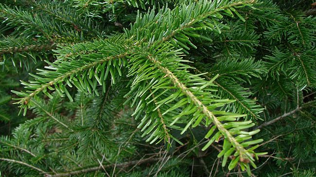 una-famiglia-toscana-su-tre-sceglie-labete-naturale