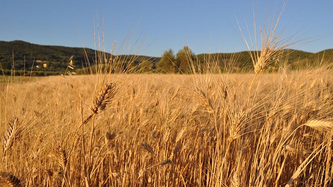 ucraina-lagricoltura-in-toscana-non-puo-fermarsi