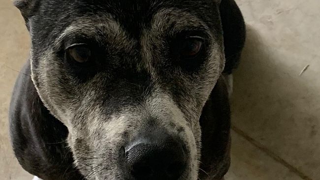 Parco degli animali: accolti 17 cani abbandonati in estate