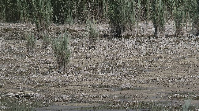 Orbetello: Giani firma lo stato di calamità