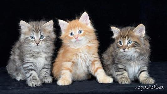 Esposizione felina a Firenze 