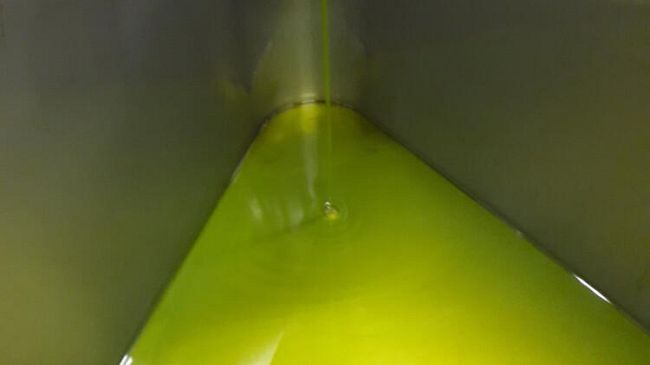 Frantoio Pruneti investe su nuove olivete e macchinari