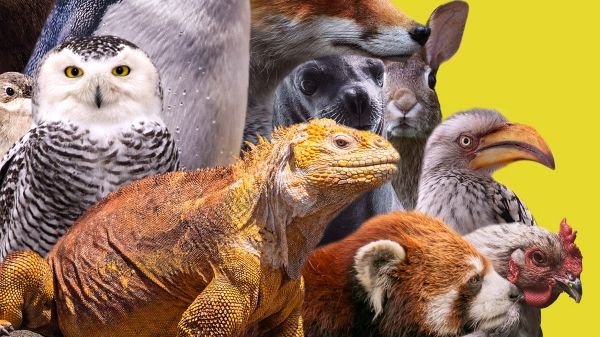 Talk Sotterraneo incontra Vera Gheno