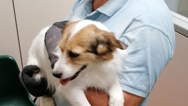 Tesoro si è smarrita: la sua storia dal web al cuore dei senesi