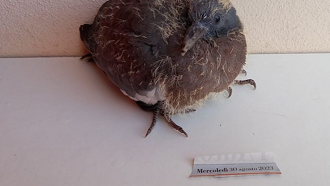 Riaperta la caccia anche in Toscana