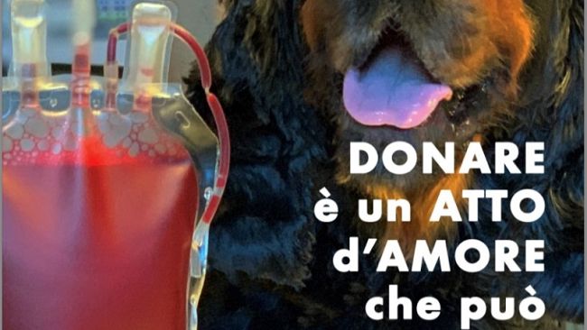 'Proprietari di cani e gatti, portateli a donare il sangue'
