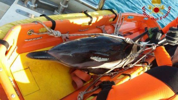 Delfini spiaggiati: troppi cetacei morti nel mare toscano