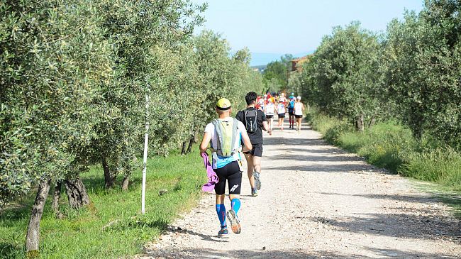 Come rivivono gli oliveti abbandonati
