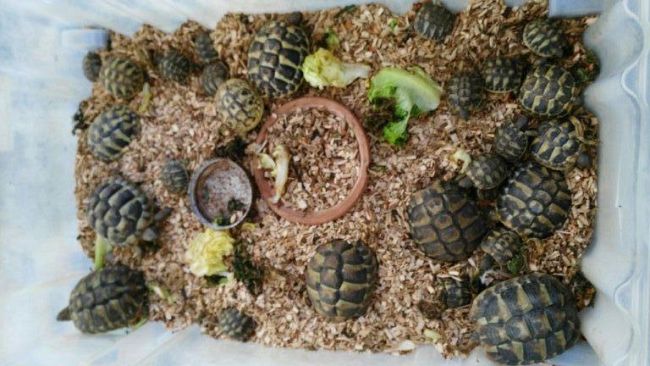 Firenze, tartarughe sul terrazzo: a rischio estinzione