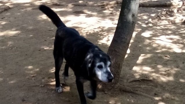 La storia di Tommy: il cane buono adottato a 14 anni