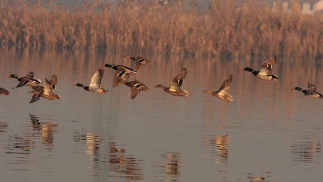 Aironi e anatre alle porte di Firenze