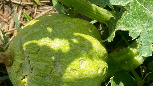 Nubifragio: tanta grandine nelle campagne fiorentine