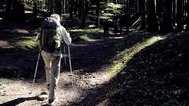 Scoprire la Foresta di Camaldoli aiutando l'Amazzonia