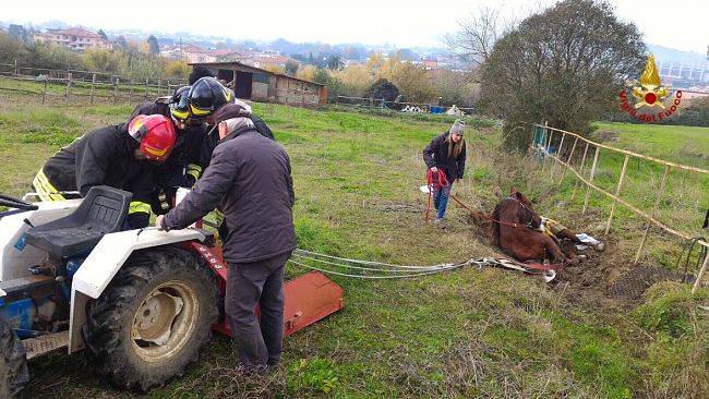 Cavallo in difficoltà, intervento dei Vigili del Fuoco a Pistoia