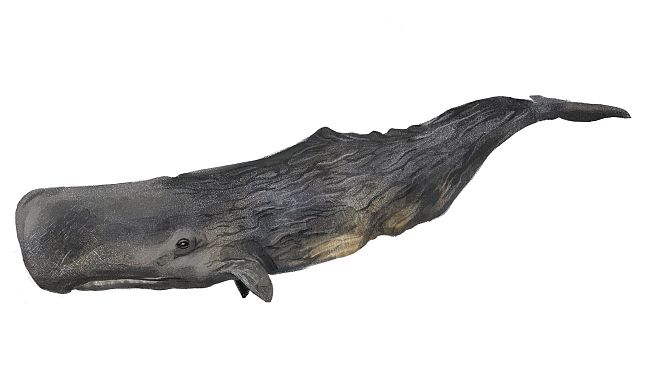 Al via l'Operazione capodoglio, andrà nell'oasi WWF di Orbetello