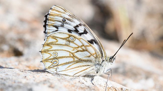La diversità delle farfalle siciliane: uno studio fiorentino