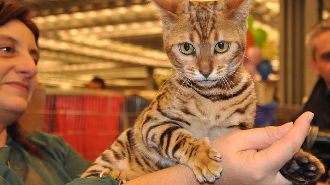 Esposizione felina a Firenze: domani l’ultimo giorno