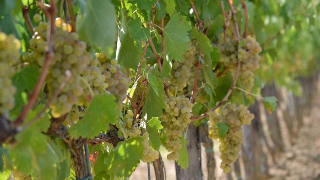 Vino: settimana di eventi a Firenze