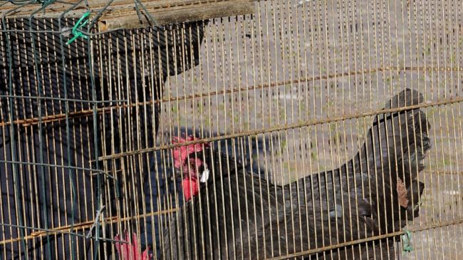 Grande successo per le Benedizioni degli Animali