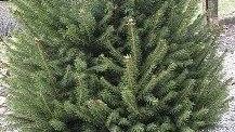 Abeti di Natale, diventeranno compost