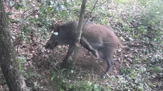 Bracconiere scoperto in flagrante alle Croci di Calenzano