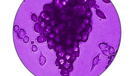 Toscanello d'Oro: ecco come riutilizzare gli scarti dell'uva