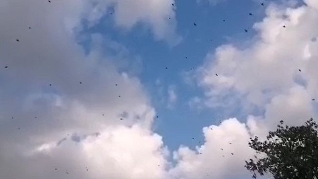 Caccia: vittoria inattesa degli ecologisti