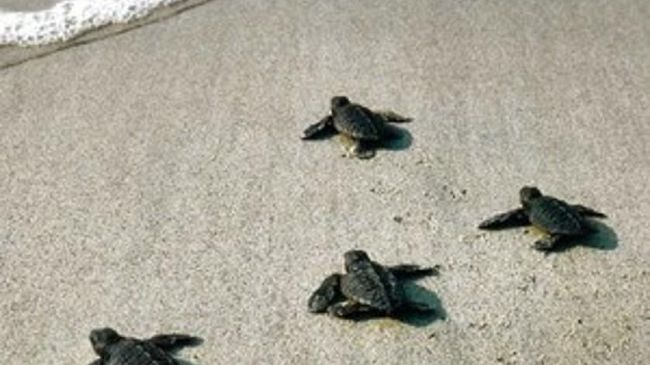 Uova di tartaruga a San Vincenzo: monitorate 24 ore al giorno