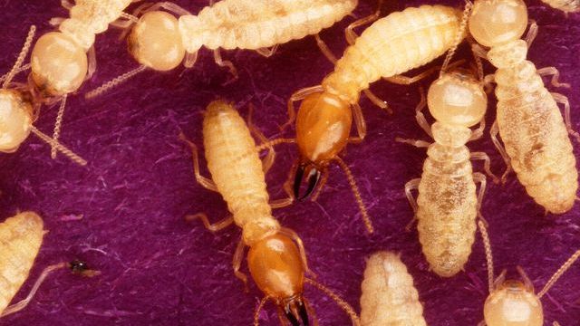 Allarme termiti, divorano tutto