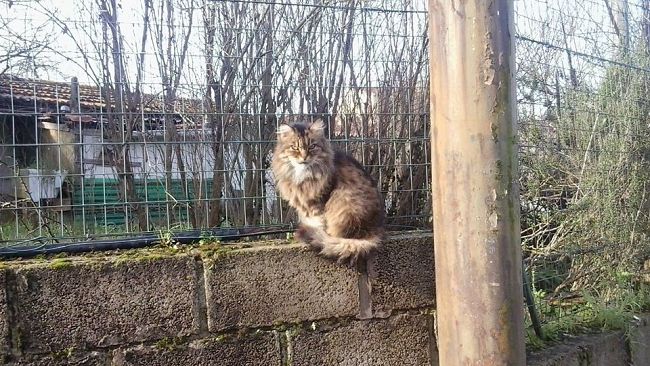 Sterilizzazione per i gatti randagi a Prato
